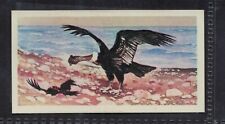 SOUTH AMERICAN CONDOR - 45 + year old English Trade Card # 49 picture