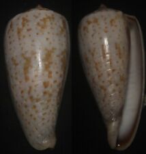 Tonyshells Seashells Conus cinereus sUPERB SUNBURNT CONE 45mm F+++/gem, superb picture