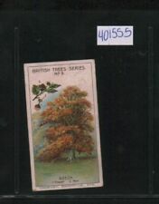 1911 Cadbury's Bournville British Trees - #3 Beech (401555) picture