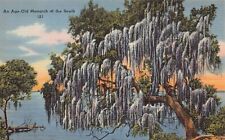 Scenic View FL Florida Tropical Fauna Botanical Like Oak Moss Vtg Postcard N9 picture