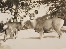 Vintage RPPC Canadian Pacific Railway Co Postcard Deer in Deep Snow Banff Canada picture