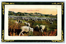 c1910 Scene of Sheep in Ranch in Alberta Canada Antique Posted Postcard picture