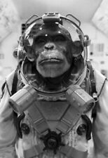 Vintage Space Monkey Photo 100 Oddleys Strange & Bizarre picture