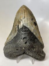 Megalodon Shark Tooth 5.44” Beautiful - Large Fossil - Authentic 14009 picture
