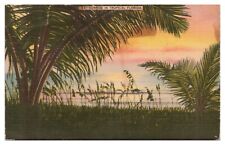 Sunrise in Tropical Florida FL Postcard c1957 Linen Palm Trees Ocean View picture