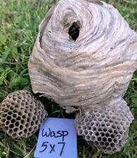 LARGE Genuine Natural Found Paper WASP'S NEST- Nature, Art; Excellent Condition  picture