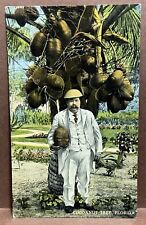 POSTCARD ~ COCOANUT TREE FLORIDA~ COCONUT ~ 1910's ~ picture