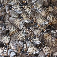 50 WHOLESALE butterfly pazala euroa SPRING FORM  ART MATERIAL A1 A1- picture