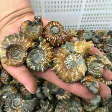 Wholesale Lot 2 LB Natural Ammonite Fossil Conch quartz Crystal Specimen Healing picture
