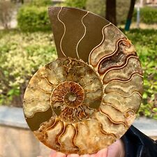 1.11LB Rare Natural Tentacle Ammonite FossilSpecimen Shell Healing Madagascar picture