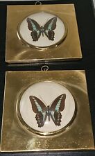 Vintage Hollywood Regency Butterfly Specimen Taxidermy picture