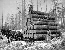 1908 Large Load of Logs Vintage Old Photo 8.5