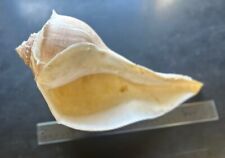 LARGE 12” LIGHTNING WHELK SEA SHELL BEACH DECOR 6’’ Wide Free Fast Shipping picture