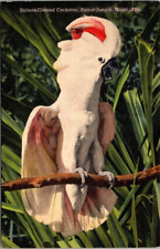 Miami FL 1948 Salmon Crested Cockatoo Parrot Jungle Vintage Postcard picture