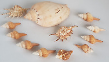 Vintage Sea Shells shell collection Australia Natural Marine picture