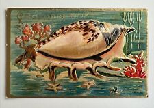 Souvenir Ocean Seashell Starfish Colorful Antique Vintage Postcard picture