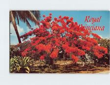 Postcard Royal Poinciana Tree picture