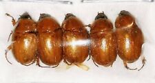 Dynastinae Cyclocephala testacea Pack 5 pcs A1 from FRENCH GUIANA - #0221  picture