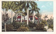 Vintage FL Florida Postcard c1920 Royal Silver Foxtail Palms Trees Tropical  picture