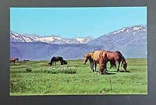 Spring Pasture Horses Mountain Postcard Columbia North Hollywood California picture
