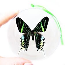 Urania leilus REAL DAY FLYING MOTH GREEN CHRISTMAS ORNAMENT GIFT PERU picture