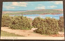 Vintage Orange Groves in Florida Postcard picture