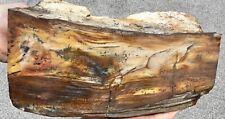 16 Lb+ Opalized Petrified Wood Standing Display Stump Log Dendritic Vibrant WA picture