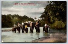Animals~Sri Lanka Ceylon~Group Of Temple Elephants In Katugastota River~Postcard picture