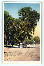 The Washington Elm Cambridge Massachusetts Vintage Postcard E2 picture