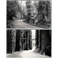 x2 LOT c1940s Unmarked Redwood Park Highway RPPC Trees Sequoia Real Photo A175 picture