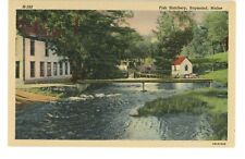 Vintage Postcard Raymond Maine Fish Hatchery Travel Nature Fishing Curteich picture