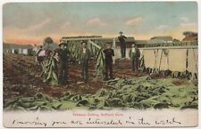 Tobacco Cutting Suffield Connecticut 1907 Undivided Back Litho-Chrome Postcard picture