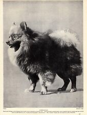1930s Antique Pomeranian Dog Print Champion Loulou de Pomeraine  4946p picture