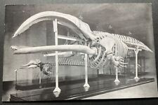 Chicago Illinois IL Postcard Chicago Natural History Museum Skeleton of Whale picture