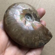 Rainbow 106g   Natural conch Ammonite fossil specimens of Madagascar 10 picture