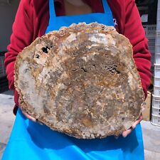 16.41LB Large Natural Petrified Wood Crystal Fossil Slice Shape Specimen Healing picture