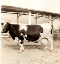 Cow Beautiful Dairy Photograph Original Snapshot Antique Farm Found Photo picture