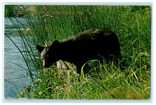 1966 Bear Walking in Grass, Greetings from Minocqua Wisconsin WI Postcard picture
