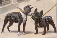 DOG BOSTON TERRIER & French Bulldog, 85+ Year Old Print picture
