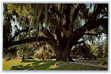 Charleston South Carolina SC Postcard The Middleton Oak Middleton Gardens c1960s picture