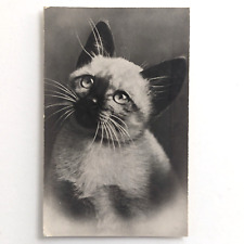 Siamese Cat Kitten Squeaker Postcard Rhodania Lyon c1950s Postcard - Unposted picture