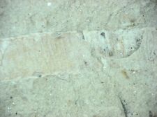 Cambrian Chengjiang fauna fossil China Rare Gantoucunia soft bodied worm picture