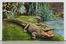 CA Alligator Farm Los Angeles Waiting for Something to Come c1913 Postcard J17 picture