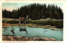 Haynes PARK DEER Landscape Pond Yellowstone Park Wyoming Postcard picture