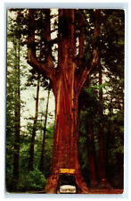 Postcard Chandelier Drive-Thru Tree, CA C9 picture