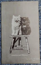 Sunshine and Shadow Black & White Kittens 1906 M.T. Shearhan, Boston Undivided picture