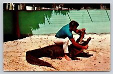 FL Alligator Wrestling Florida Vintage Postcard  picture