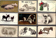11 POSTCARD Antique Vintage = Animals Dogs Cat Donkey Pig w 1c + 2c stamps FUNNY picture