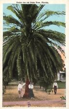 Postcard FL Under the Old Palm Tree Florida White Border Vintage PC G3457 picture
