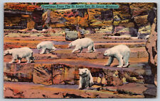 Postcard Greetings from The St. Louis Zoo Polar Bears St. Louis, MO B21 picture